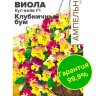 Виола Кул Вейв Клубничный бум ампельная [Семена алтая]