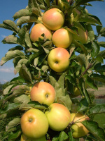 Яблоня Колоновидная Зеленый шум