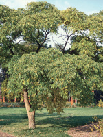 Бархат Амурский (Phellodendron amurense)