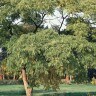 Бархат Амурский (Phellodendron amurense) купить с доставкой