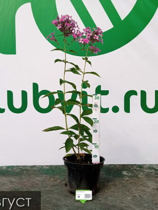 Флокс Звездочет