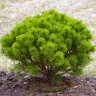 Сосна горная (Pinus mugo) купить с доставкой