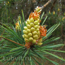 Сосна горная (Pinus mugo) купить с доставкой