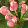 Вейгела Олл Саммер Пич (All Summer Peach)