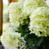 Гортензия Вайтлайт (Whitelight) метельчатая купить с доставкой