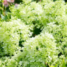 Гортензия Вайтлайт (Whitelight) метельчатая купить с доставкой