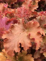 Гейхера Годжиберри (Gojiberry)