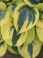 Хоста Отэм Фрост (Autumn Frost) [M]