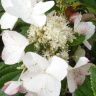 Гортензия Дартс Литтл Дот (Dart's Little Dot) метельчатая купить с доставкой