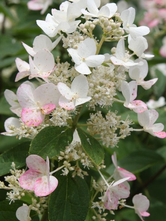 Гортензия Дартс Литтл Дот (Dart's Little Dot) метельчатая купить с доставкой