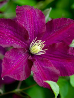 Клематис Полиш Спирит (Polish Spirit)