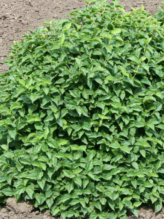 Чубушник Гном купить с доставкой