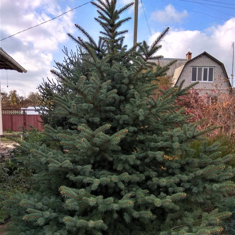 Ель Голубая Сан Хуан (San Juan) купить с доставкой