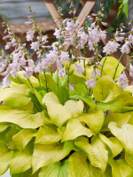 Хоста Ки Рен Джьяку (Ki Ren Jyaku) [L]