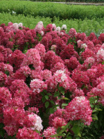 Гортензия Даймонд Руж (Diamant Rouge) метельчатая