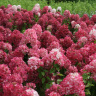 Гортензия Даймонд Руж (Diamant Rouge) метельчатая
