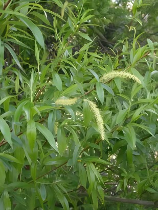 Ива ломкая шаровидная (Salix fragilis Globosa)