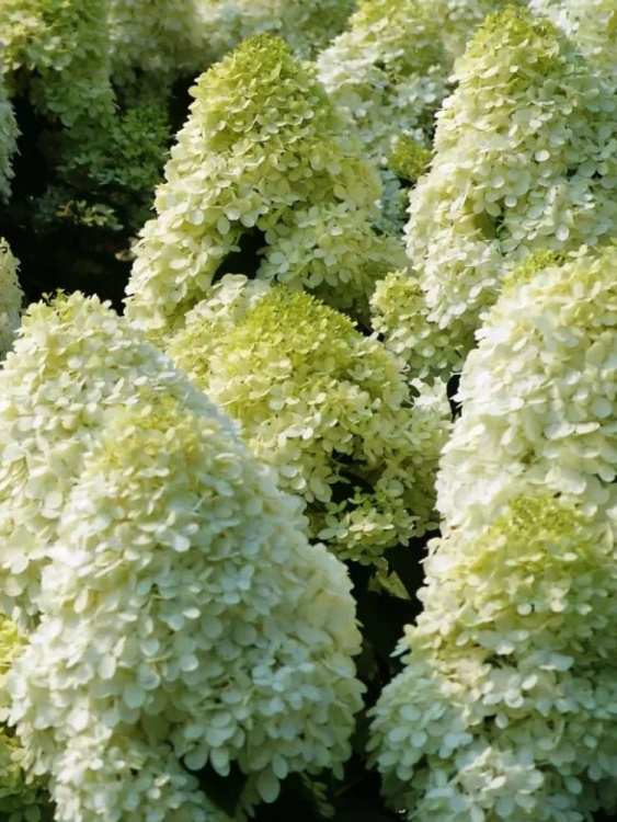 Гортензия Диамантино (Diamantino) метельчатая купить с доставкой