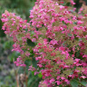 Гортензия Пинк Даймонд (Pink Diamond) метельчатая купить с доставкой