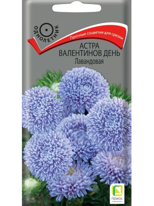 Астра Валентинов день Лавандовая [Поиск]