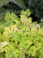 Гейхерелла Спайси Лайм (Spicy Lime)