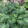 Хоста Авокадо (Avocado) [L] купить с доставкой