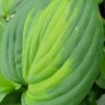 Хоста Авокадо (Avocado) [L] купить с доставкой
