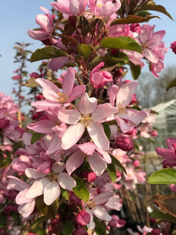 Яблоня Декоративная Ред Обелиск купить с доставкой