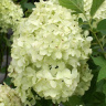 Гортензия Лаймлайт (Limelight) метельчатая купить с доставкой