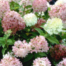 Гортензия Лаймлайт (Limelight) метельчатая купить с доставкой