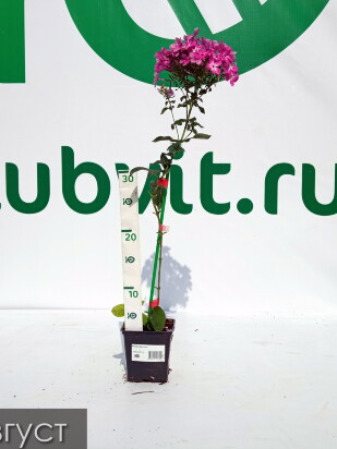 Флокс Мулатка Флокс Мулатка