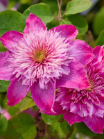 Клематис Кайзер (Kaiser)