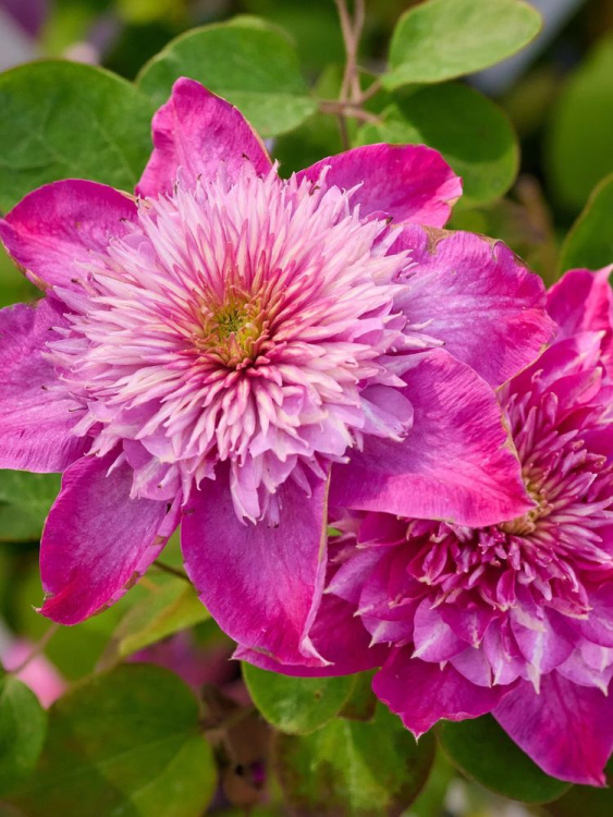 Клематис Кайзер (Kaiser) купить с доставкой