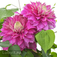 Клематис Кайзер (Kaiser)