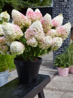 Гортензия Ливинг Литл Блоссом (Living Little Blossom) метельчатая