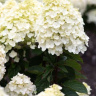 Гортензия Ливинг Литл Блоссом (Living Little Blossom) метельчатая купить с доставкой