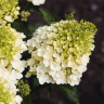 Гортензия Ливинг Литл Блоссом (Living Little Blossom) метельчатая купить с доставкой