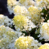 Гортензия Ливинг Литл Блоссом (Living Little Blossom) метельчатая купить с доставкой