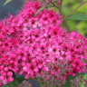 Спирея Неон Флэш (Neon Flash) купить с доставкой
