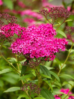 Спирея Неон Флэш (Neon Flash)