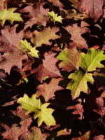 Гортензия Бургунди (Burgundy) дуболистная