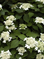 Гортензия Радиата (Radiata) древовидная