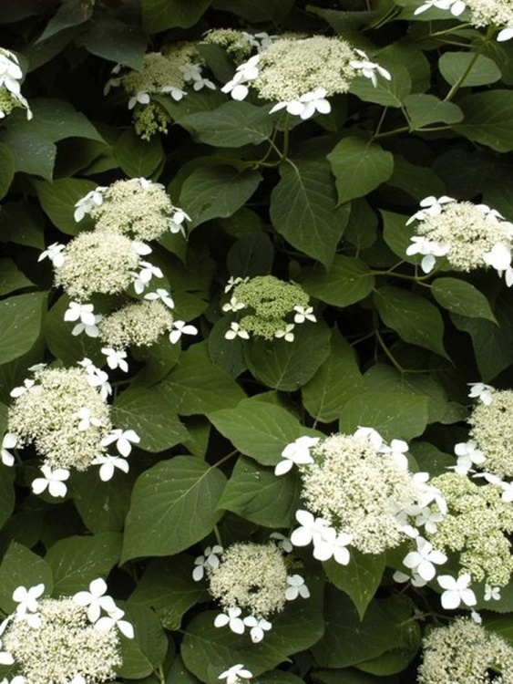 Гортензия Радиата (Radiata) древовидная купить с доставкой