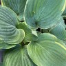 Хоста Минки (Minke) [L] купить с доставкой