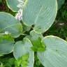 Хоста Минки (Minke) [L] купить с доставкой