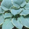 Хоста Минки (Minke) [L] купить с доставкой