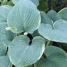 Хоста Минки (Minke) [L] купить с доставкой