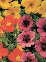 Лапчатка Ассортимент