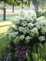 Гортензия Бобо (Bobo) метельчатая