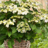 Гортензия Допио Бьянко (Doppio Bianco) крупнолистная